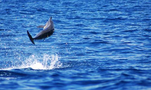  Kisite Mpunguti Marine Park