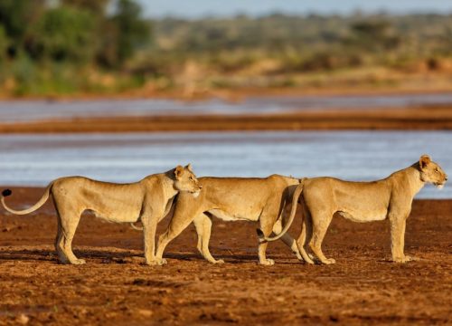 Samburu National Reserve