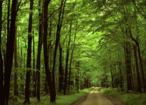  Arabuko Sokoke Forest Reserve