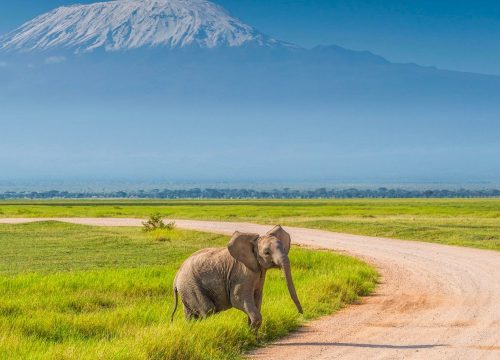 4 Days 3 Nights Kilimanjaro Safari From Mombasa