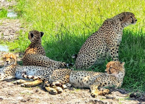 3 Days 2 Nights Authentic Africa Safari From Mombasa