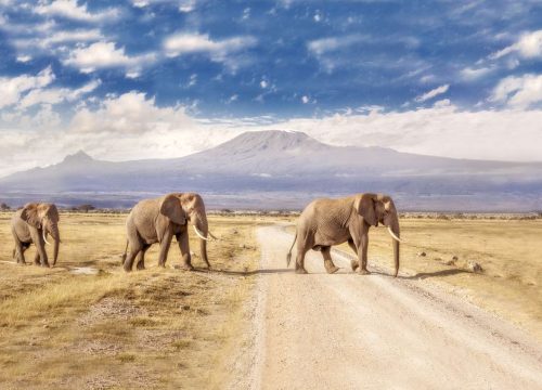 5 Days 4 Nights Safari Kilimanjaro Departing Nairobi