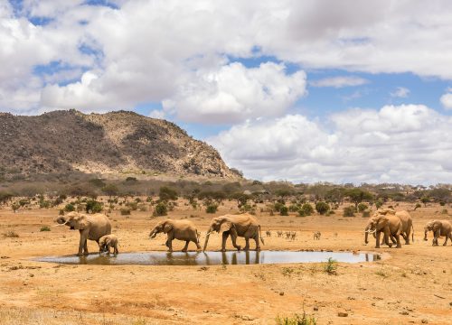 3 Days 2 Nights Safari Ndovu From Mombasa