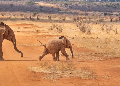 2 Days 1 Night Safari Pumba From Mombasa / Diani Beach