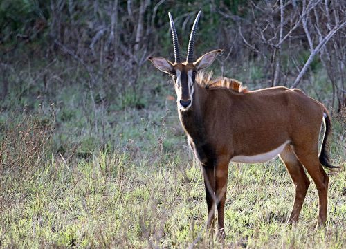 Shimba Hills National Reserve Day Tour