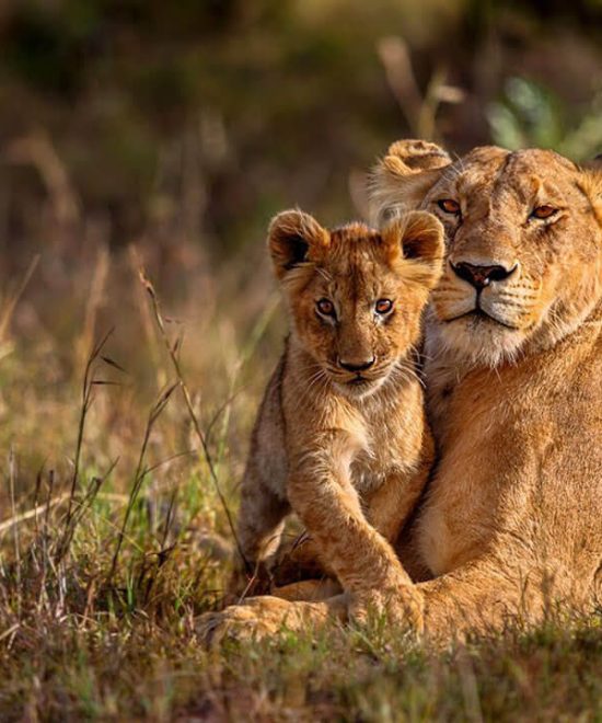 Safaris From Nairobi