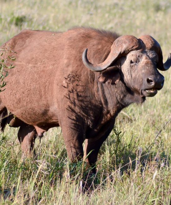 Wildlife Safari Tours