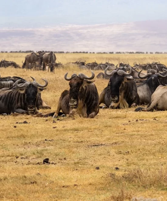 Masai Mara Safari Holidays