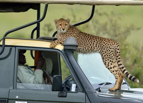 3 Days 2 Nights Safari Kichwa From Nairobi