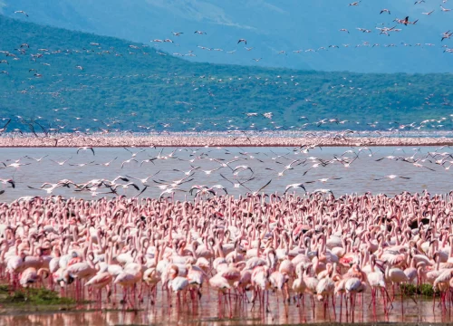 4 Days 3 Nights Safari Maridadi Departing Nairobi
