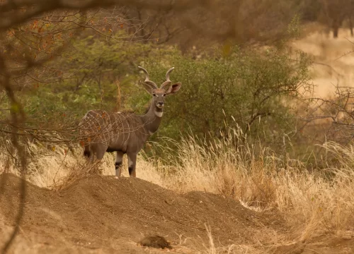 2 Days 1 Night Tsavo East & Taita Hills Safari
